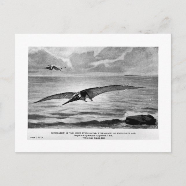 Pteranodon-vykort Vykort (Framsida)