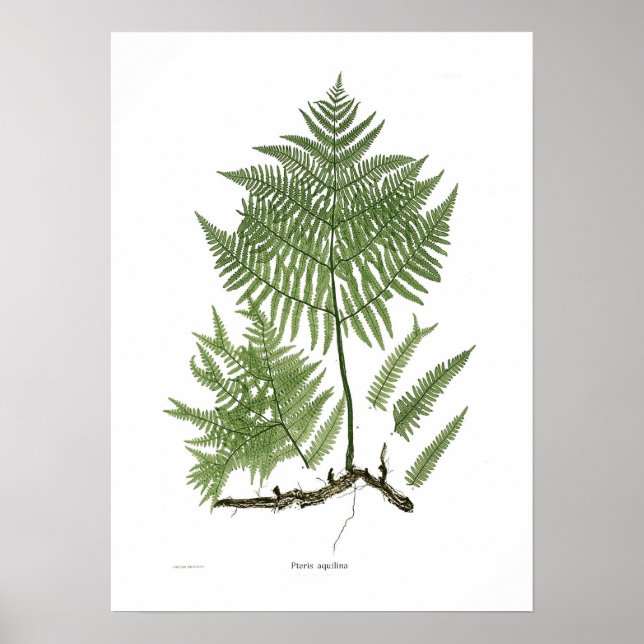 Pteridium aquilinum poster (Framsidan)