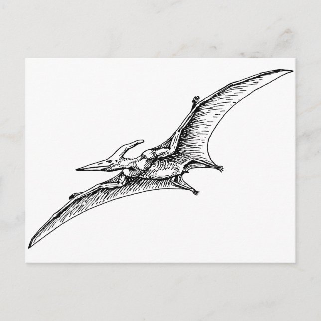 Pterodactyl Vykort (Framsida)