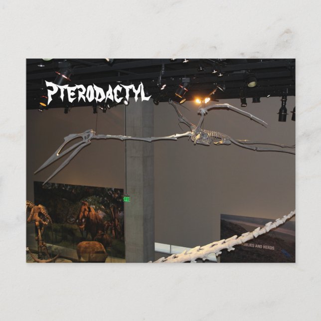 Pterodactyl Vykort (Framsida)