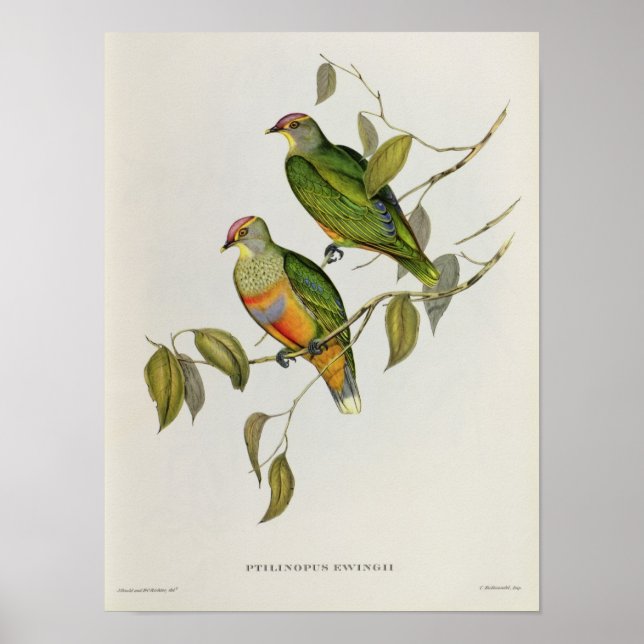 Ptilinopus Ewingii Poster (Framsidan)