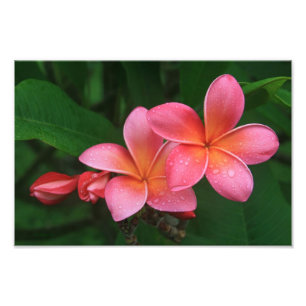 Pua Melia Tropical Plumeria Fototryck