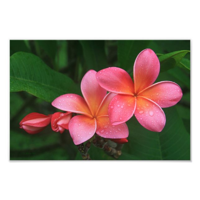 Pua Melia Tropical Plumeria Fototryck (Framsidan)