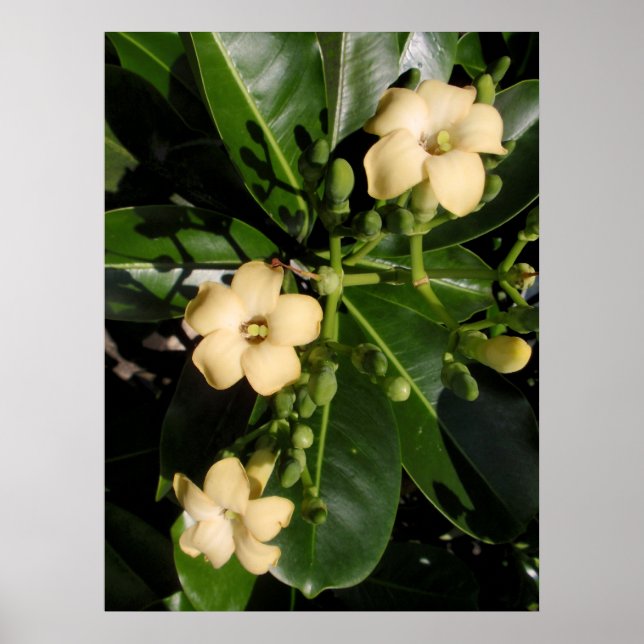 Puakenikeni Poster (Framsidan)