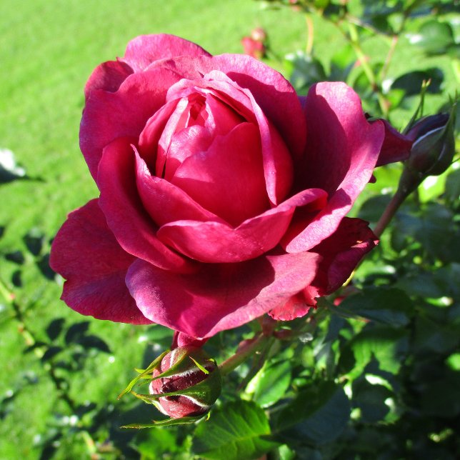 PUB-127 Mugg (Skapare uppladdad)