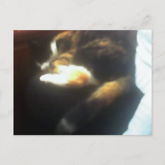 Pub Cat-kopia Vykort (Framsida)