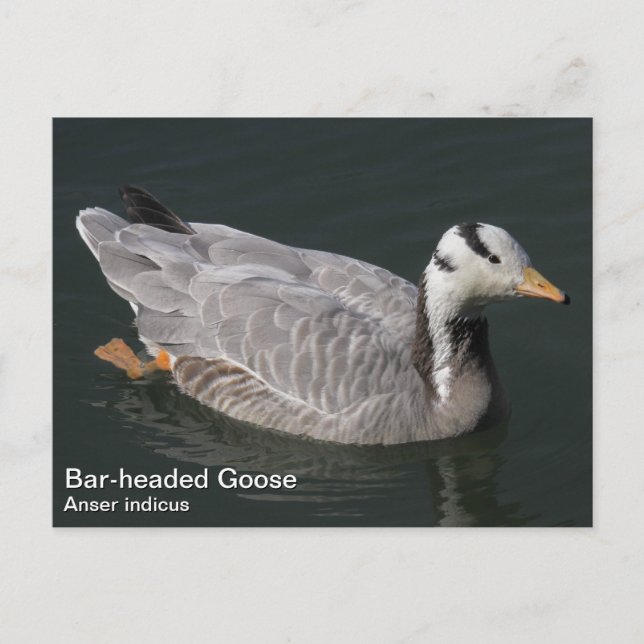 Pub-driven Goose Vykort (Framsida)