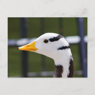 Pub-driven Goose Vykort