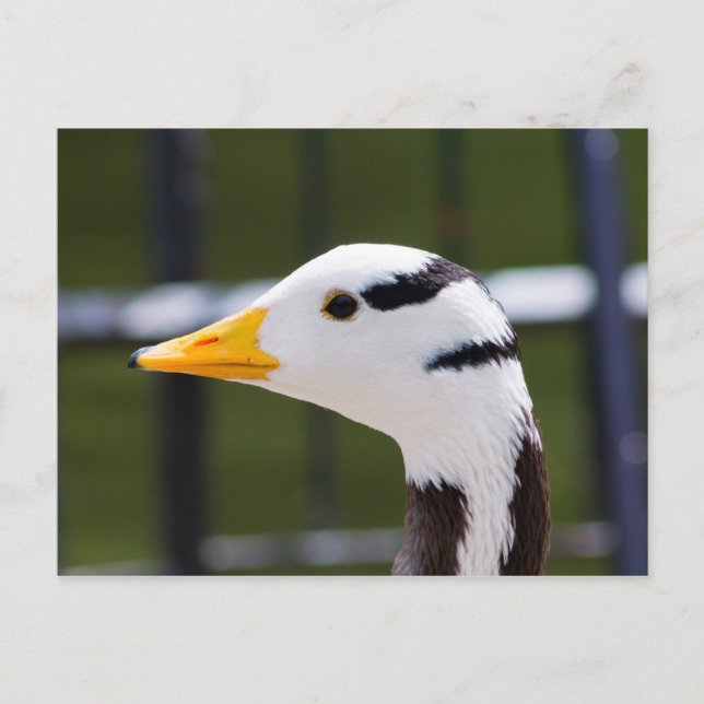 Pub-driven Goose Vykort (Framsida)