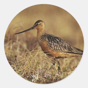 Pub-Tailed Godwit på Tundra Runt Klistermärke