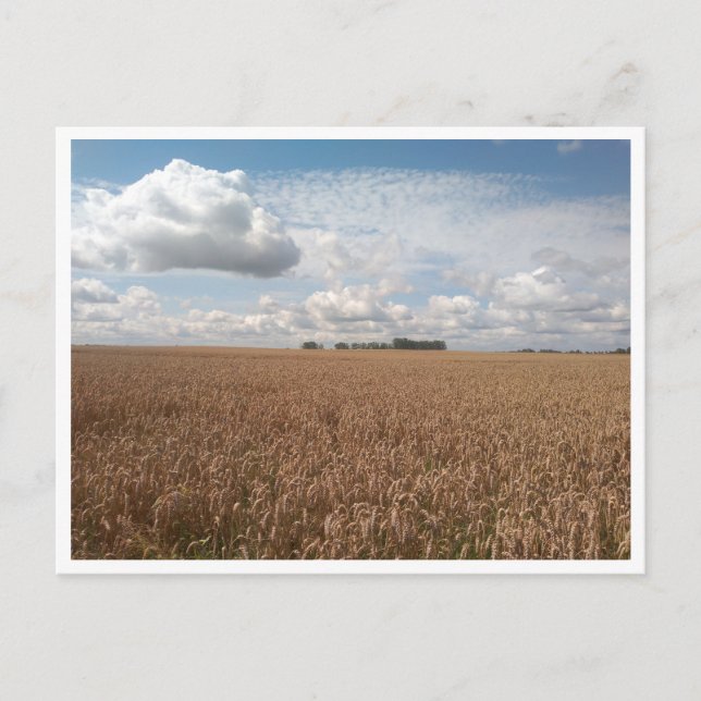 Puck (Polen) Vykort (Framsida)