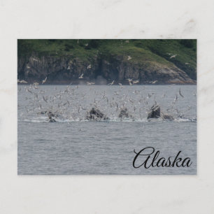 Puckellvalar bubbel nätfiske Alaska Vykort