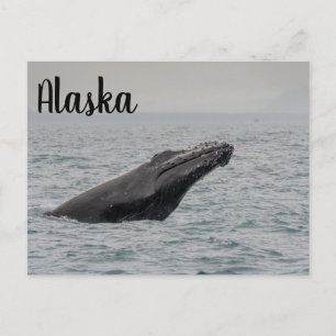 Puckelryggval buckar Alaska Vykort
