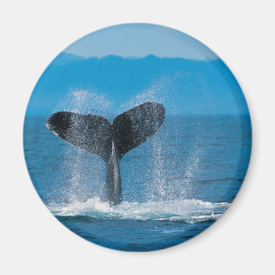 Puckelryggval Magnet