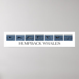 Puckelryggval Poster