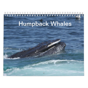 Puckelryggvalkalender Kalender