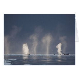Puckelvalar Megaptera novaeangliae) Hälsningskort