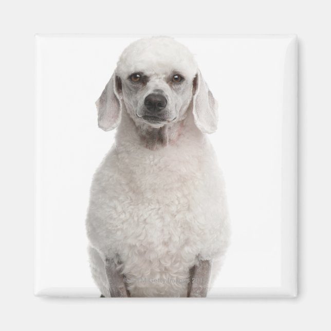 Pudel (1 år gammal) magnet (Framsidan)