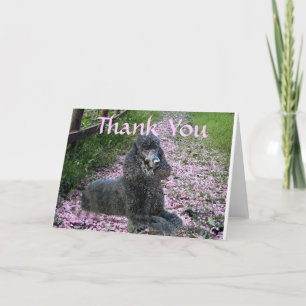 Pudel Black Tack, du Card-blommor Tack Kort