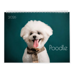 Pudel Cute Pudel valpar 2024 Kalender