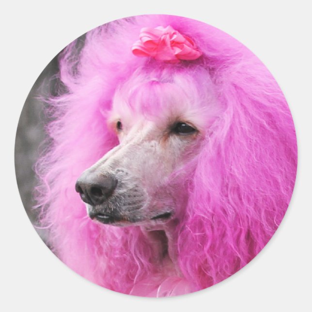 Pudel Dag 2010 #11 Runt Klistermärke (Framsida)