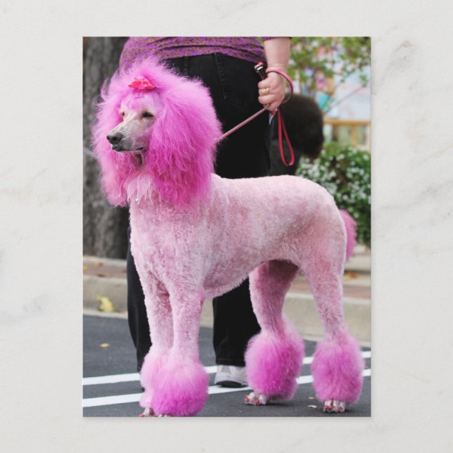 Pudel Dag 2010 #11 Vykort (Framsida)