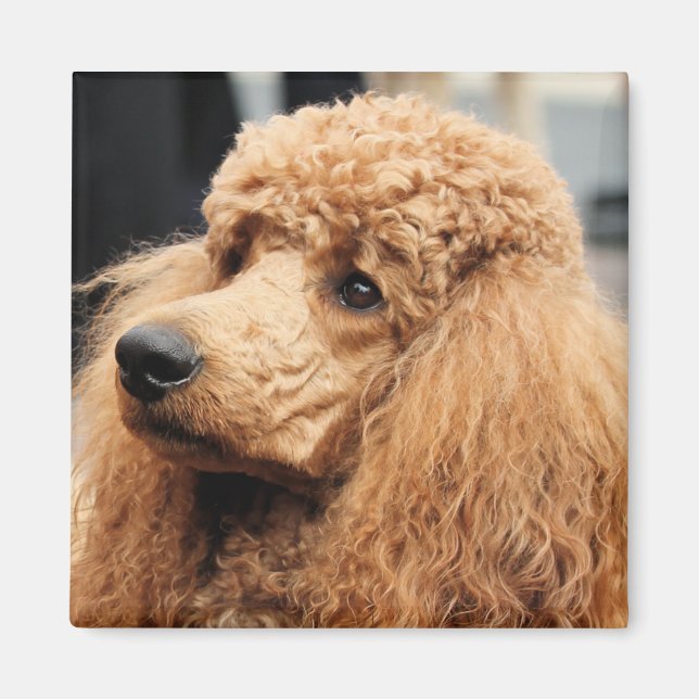 Pudel Dag 2010 #19 Magnet (Framsidan)