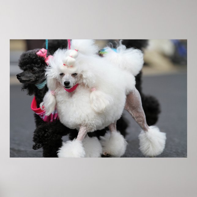 Pudel Dag 2010 #6 Poster (Framsidan)