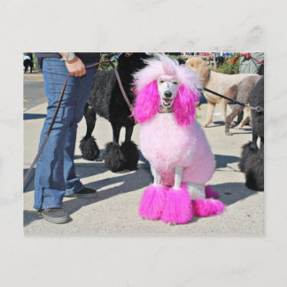 Pudel Dagen 2016 - Barnes - Rosa Standard Pudel Vykort