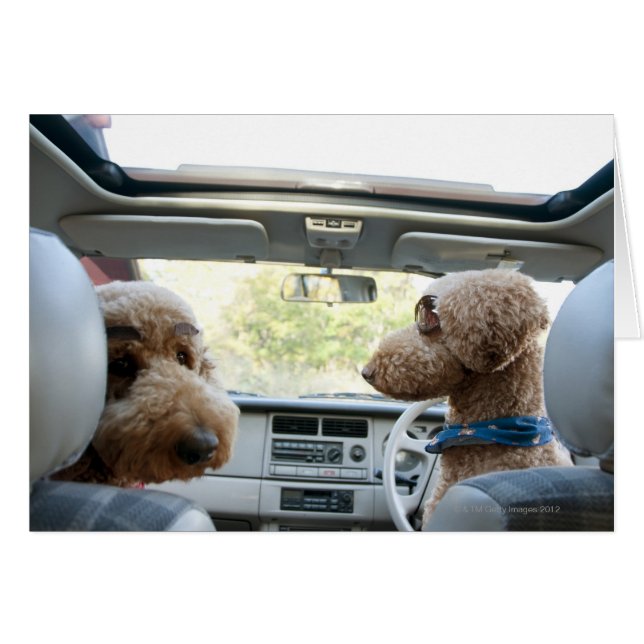 pudel hälsningskort (Framsidan Horizontal)