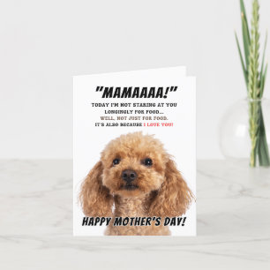 Pudel kärlek för mors dag tack kort