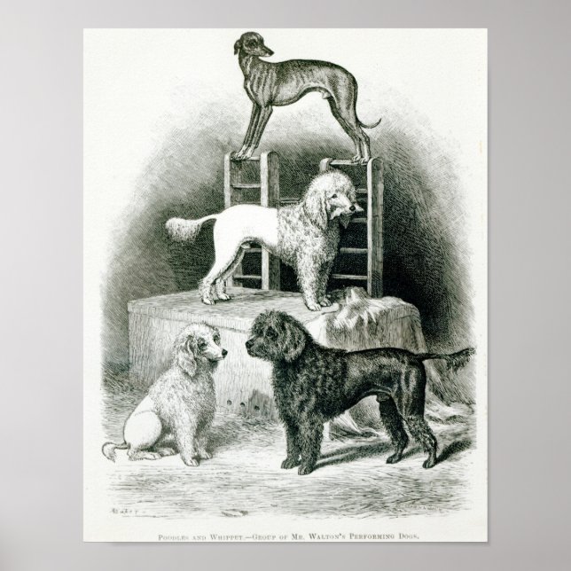 Pudel och whisky - Walton's Group Poster (Framsidan)