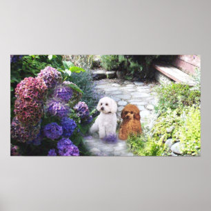 Pudel Poster Hydrangeas