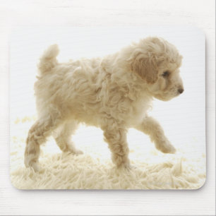 Pudel Puppy Musmatta