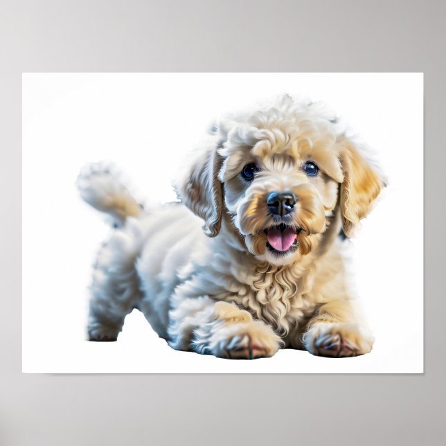 Pudel Puppy Poster (Framsidan)