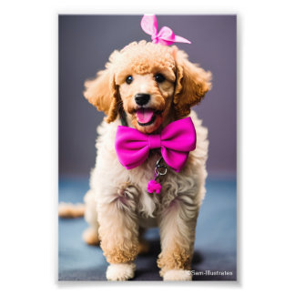 Pudel Puppy Satin Foto Utvidgning
