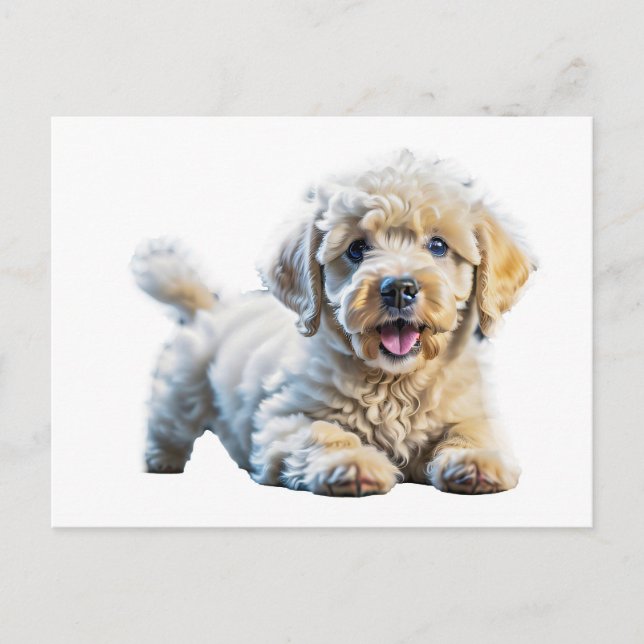 Pudel Puppy Vykort (Framsida)