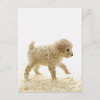 Pudel Puppy Vykort