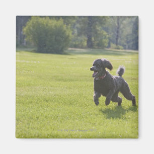 Pudel som leker frisbeen magnet