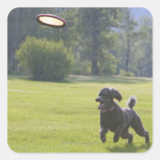 Pudel spelar frisbee fyrkantigt klistermärke