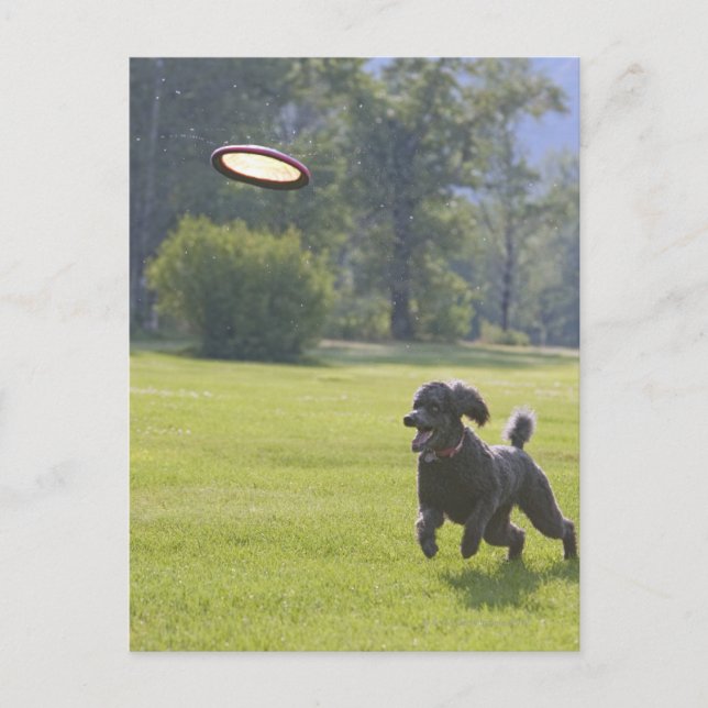 Pudel spelar frisbee vykort (Framsida)
