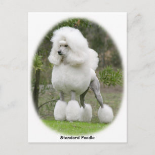 Pudel Standard 9Y199D-029 Vykort