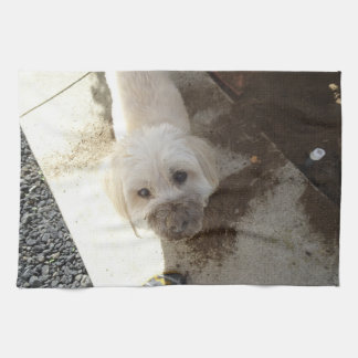 Pudel-Terrieren blandningen med smutsar ner Kökshandduk