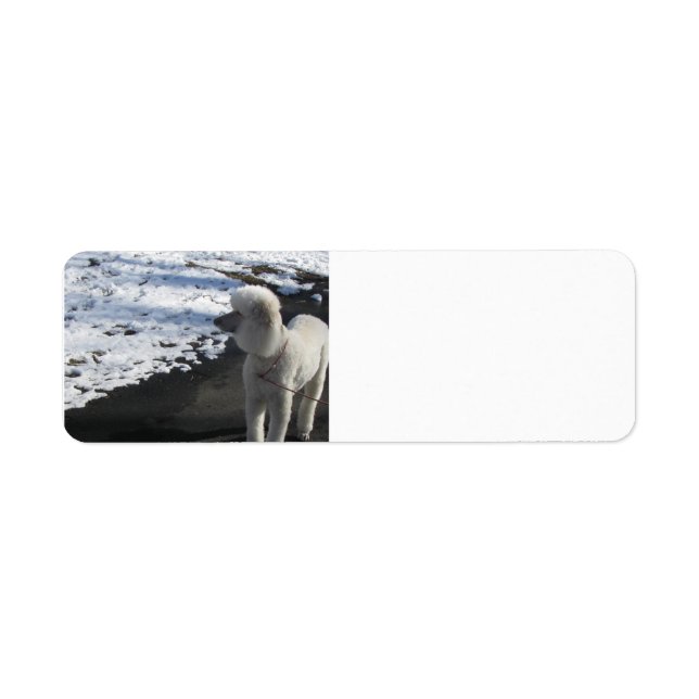Pudel vid Snö Returadress Etikett (Framsidan)