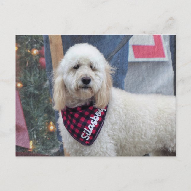 Pudel Vykort (Framsida)