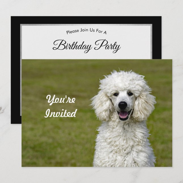 Pudel White Hund Photo Birthday Inbjudningar (Fram/baksida)