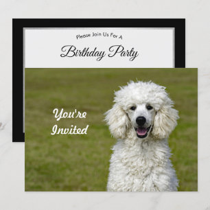Pudel White Hund Photo Birthday Inbjudningar