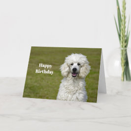 Pudel White Hund Photo Birthday Kort
