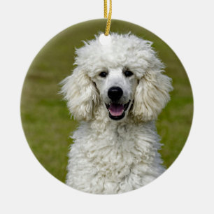 Pudel White Hund Photo Julgransprydnad Keramik