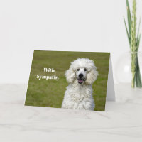 Pudel White Hund Photo Sympathy